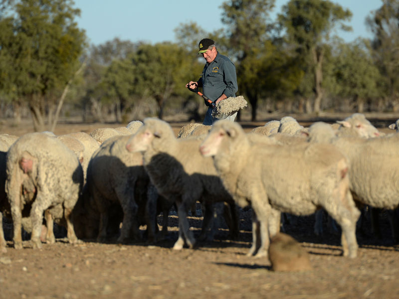 4.Aussie farmers to reap Dollar3.67b from TPP